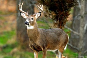 rut movements, portrait of a buck in rut