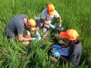 deer crew documenting fawn