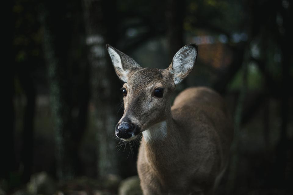 PSU Deer Study