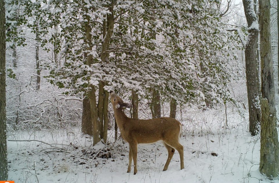 PSU Deer Study