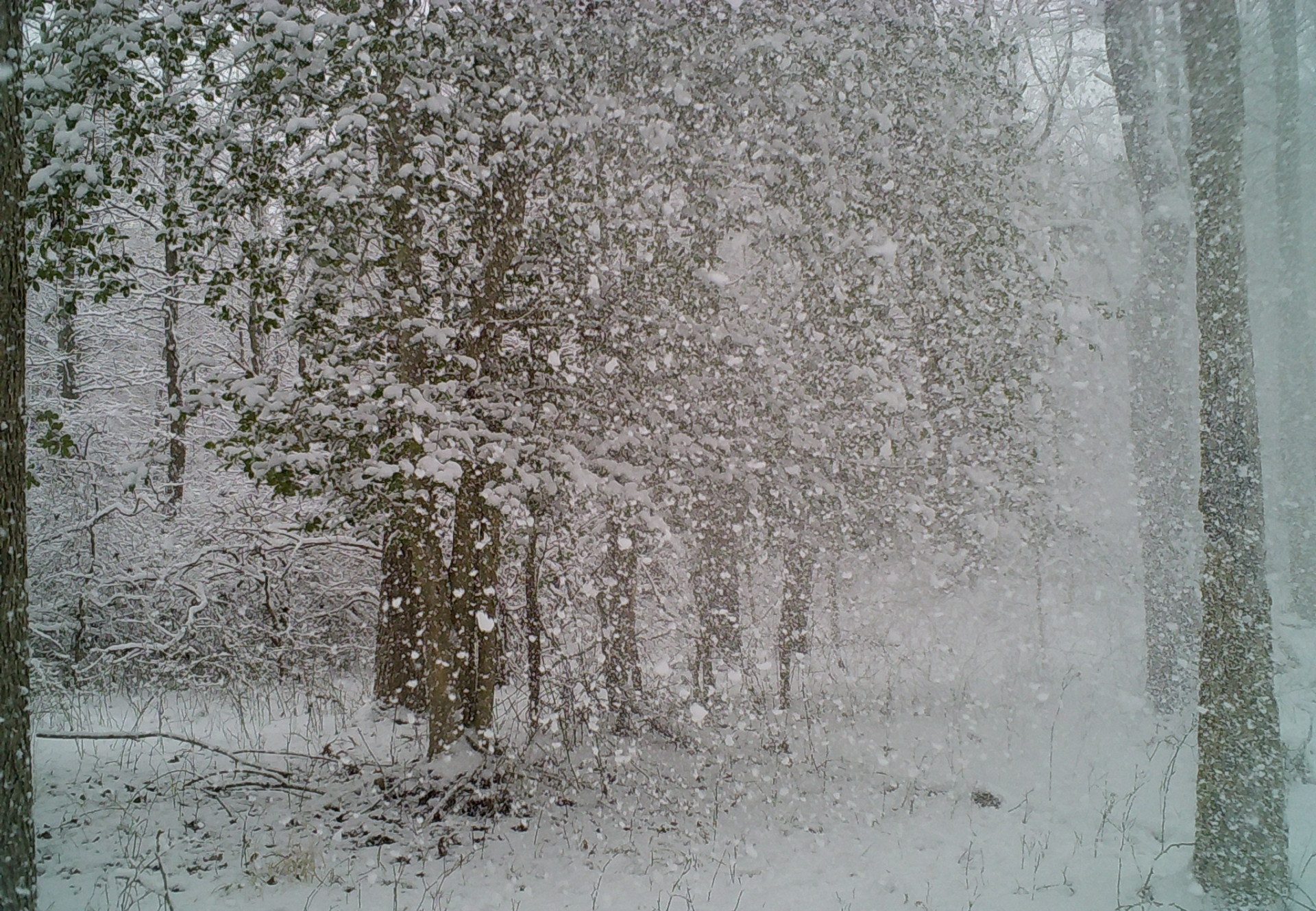 Snow falling in the woods during a storm