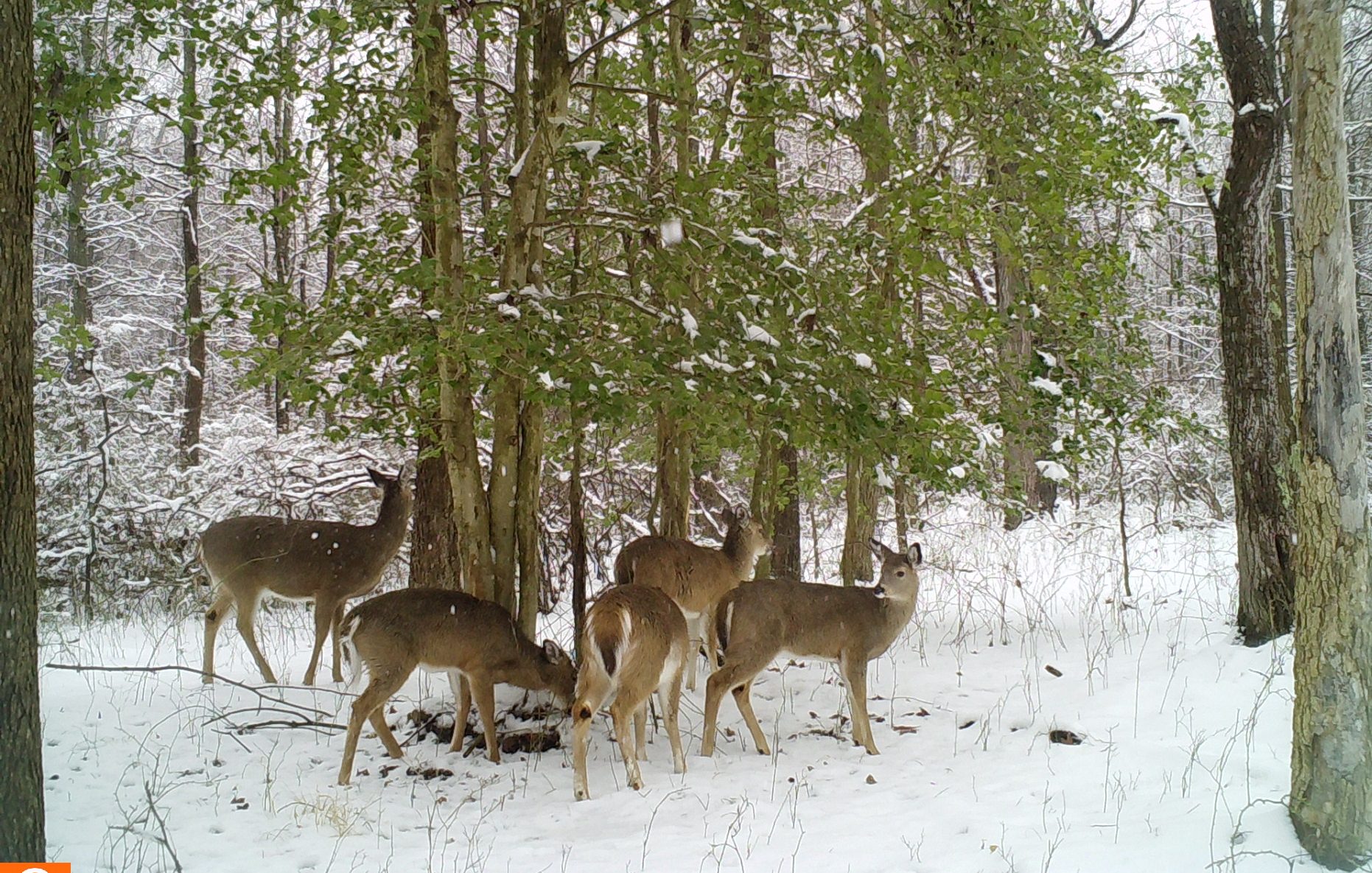 herd of deer standing under a holly tree in light snow