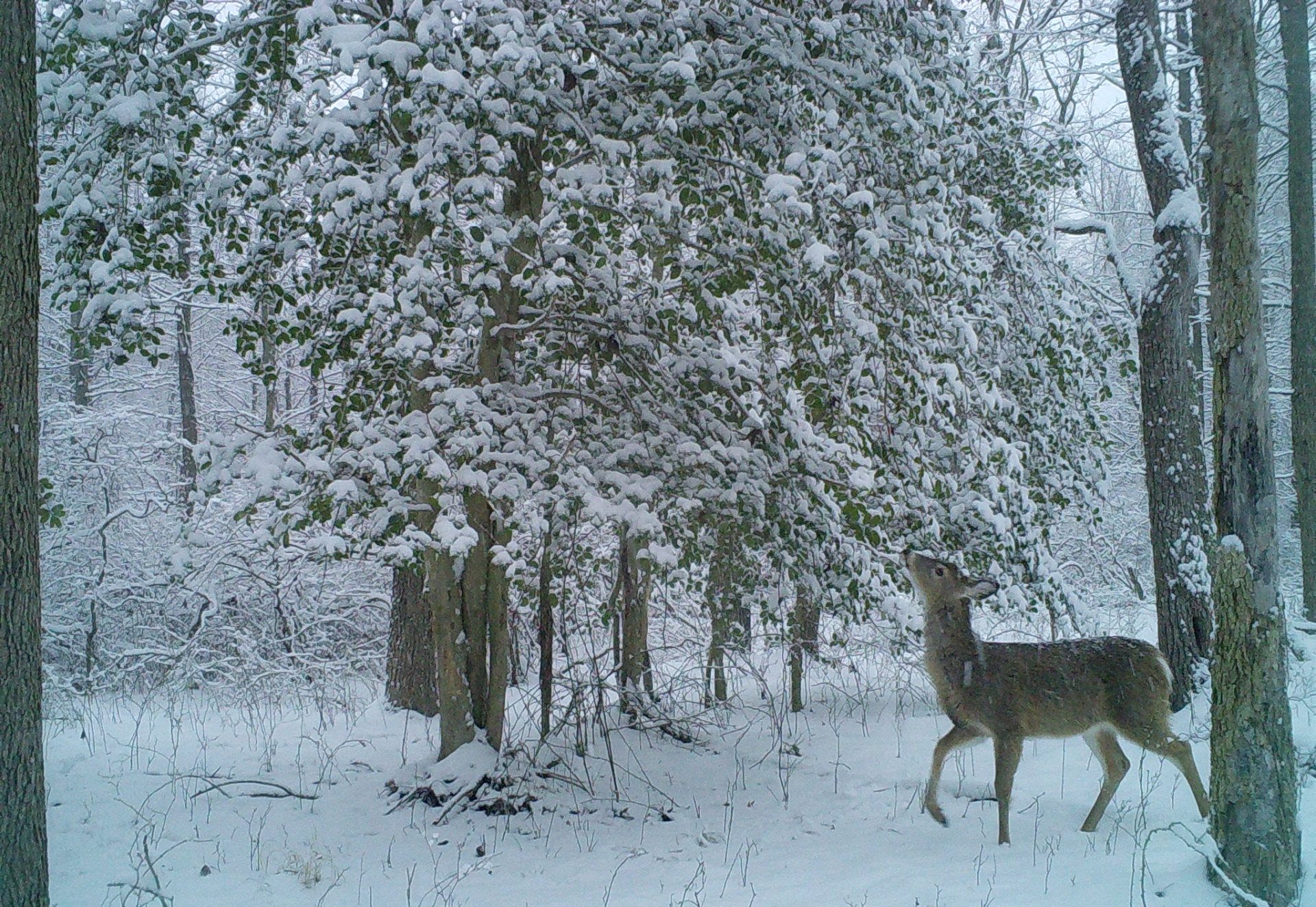 Deer sniffing holly branch in the snow.