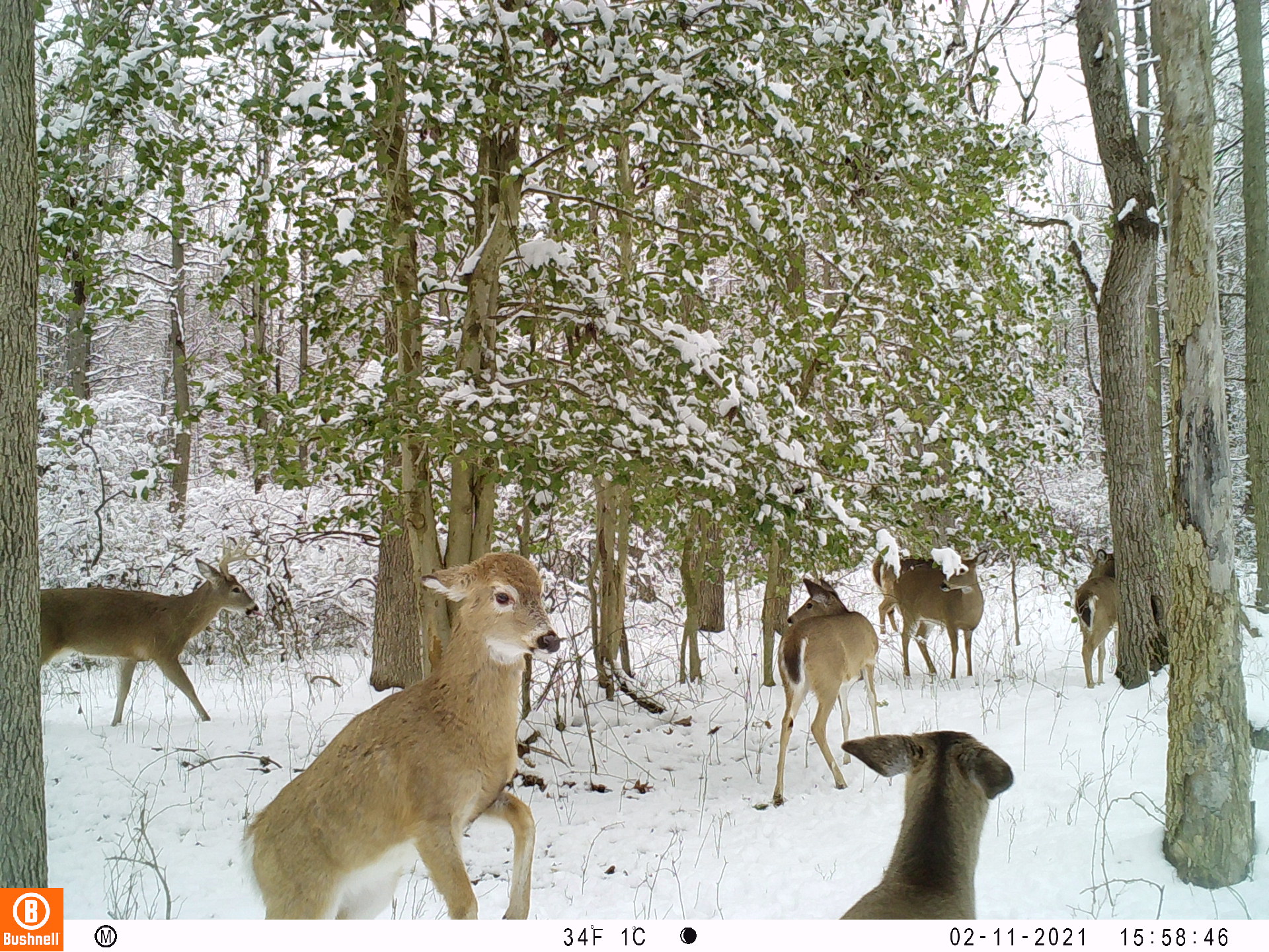 deer in snowy woods; fawn hard look ear drop 