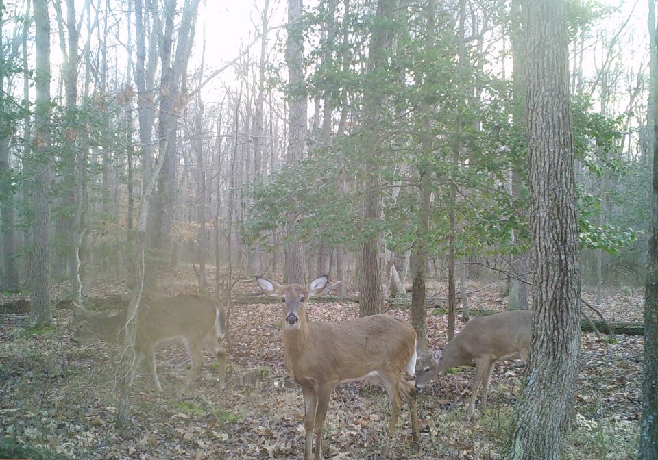 PSU Deer Study