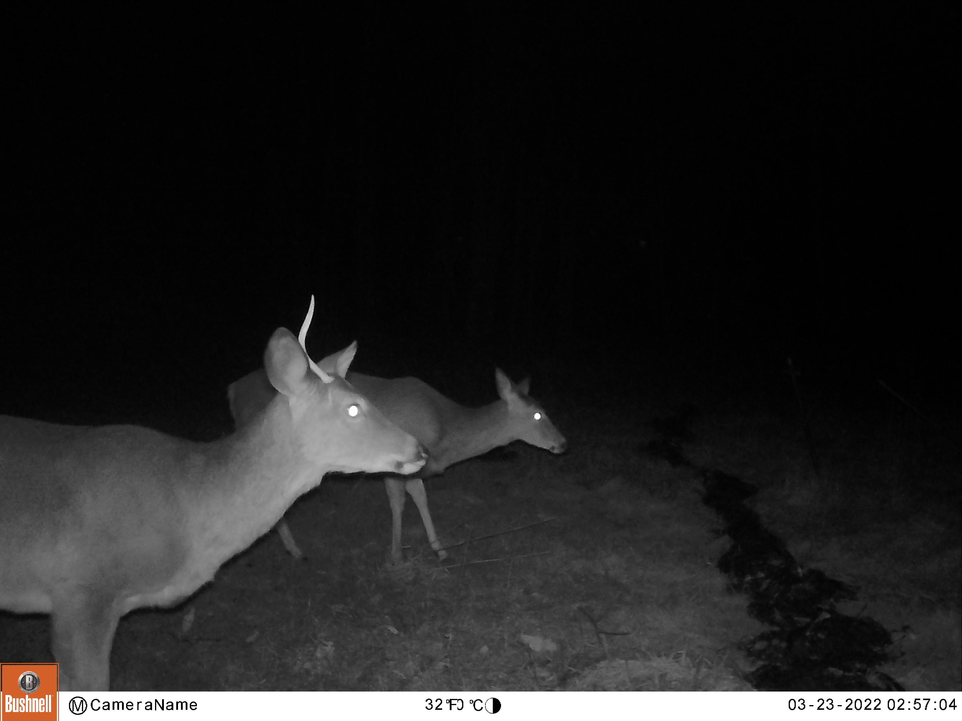 yearling buck with only one antler in foreground and doe in background in dark