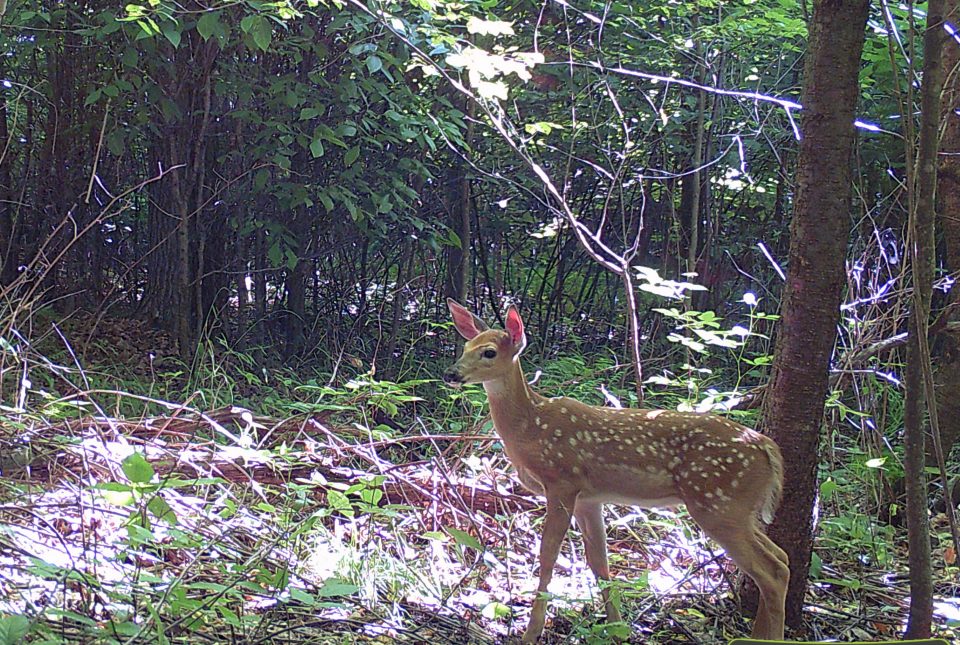 PSU Deer Study