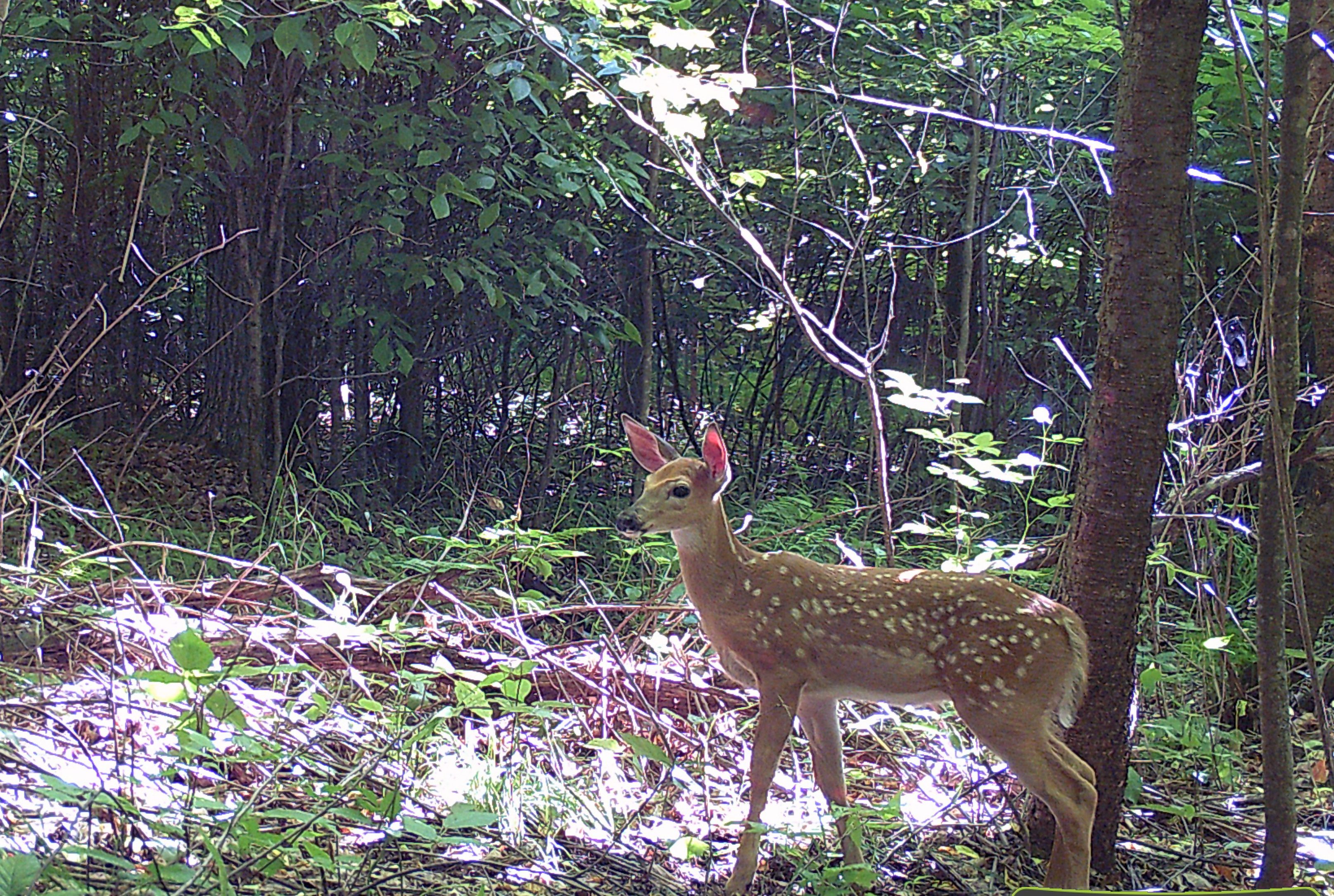 fawn standing alert in forest