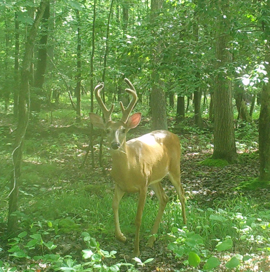 Buck with velvet antlers standing alert in green forest