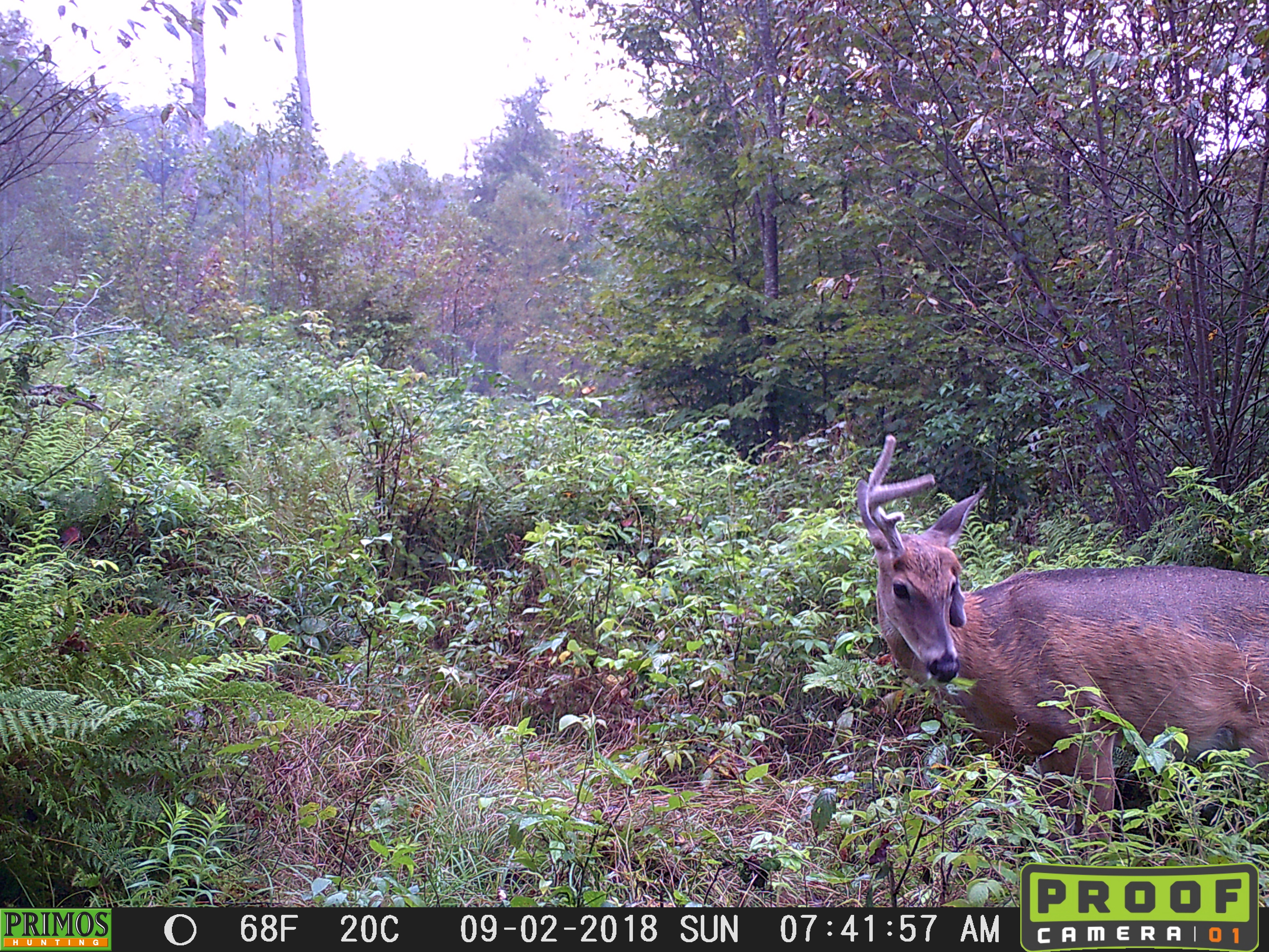 yearling buck with broken antler facing camera