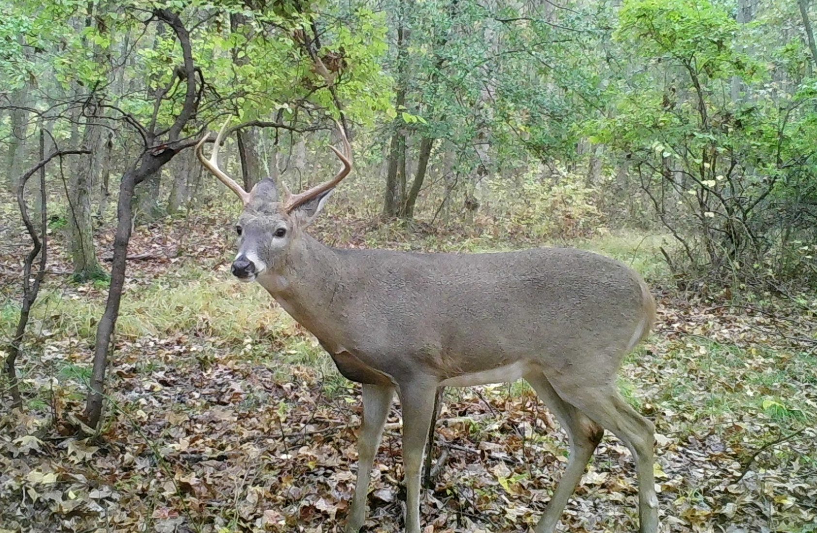 Buck in woods looking at camera broadside