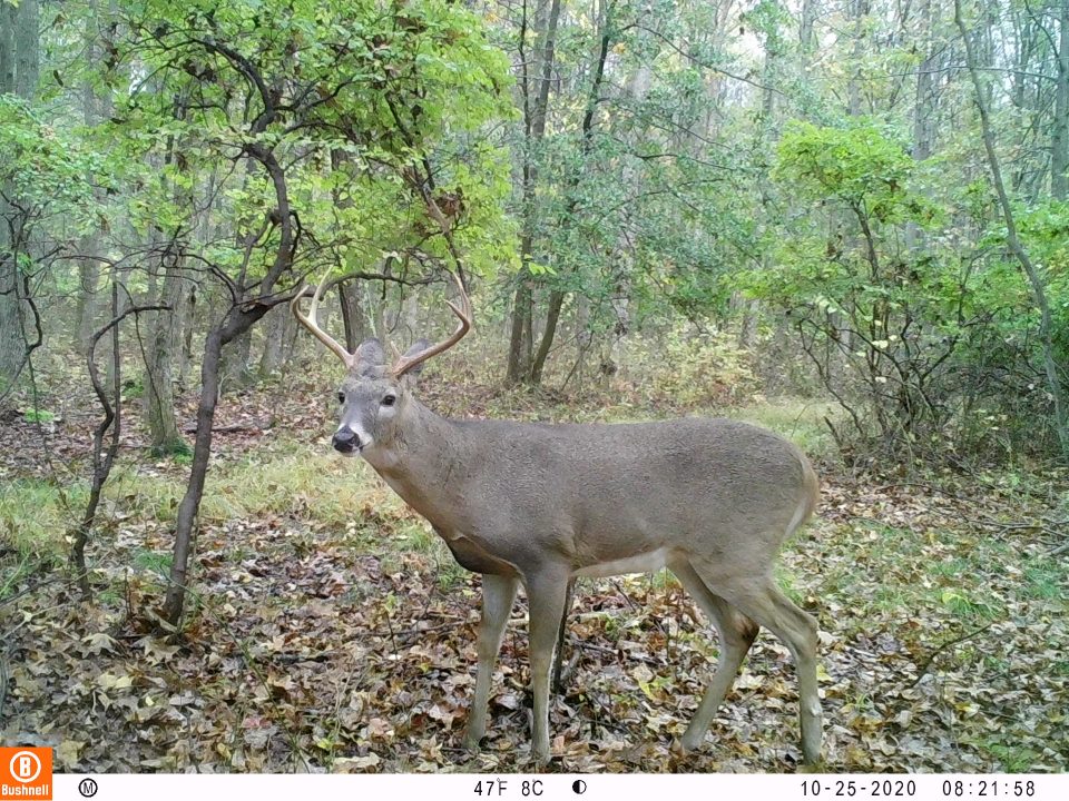 PSU Deer Study