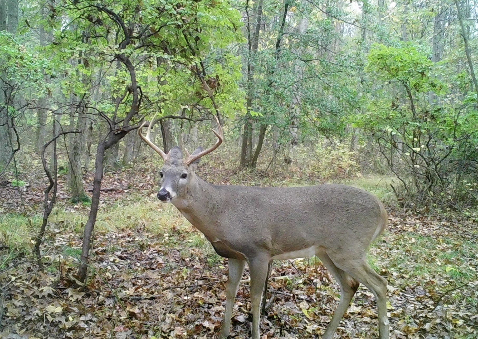 bucks looking at camera in woods in fall