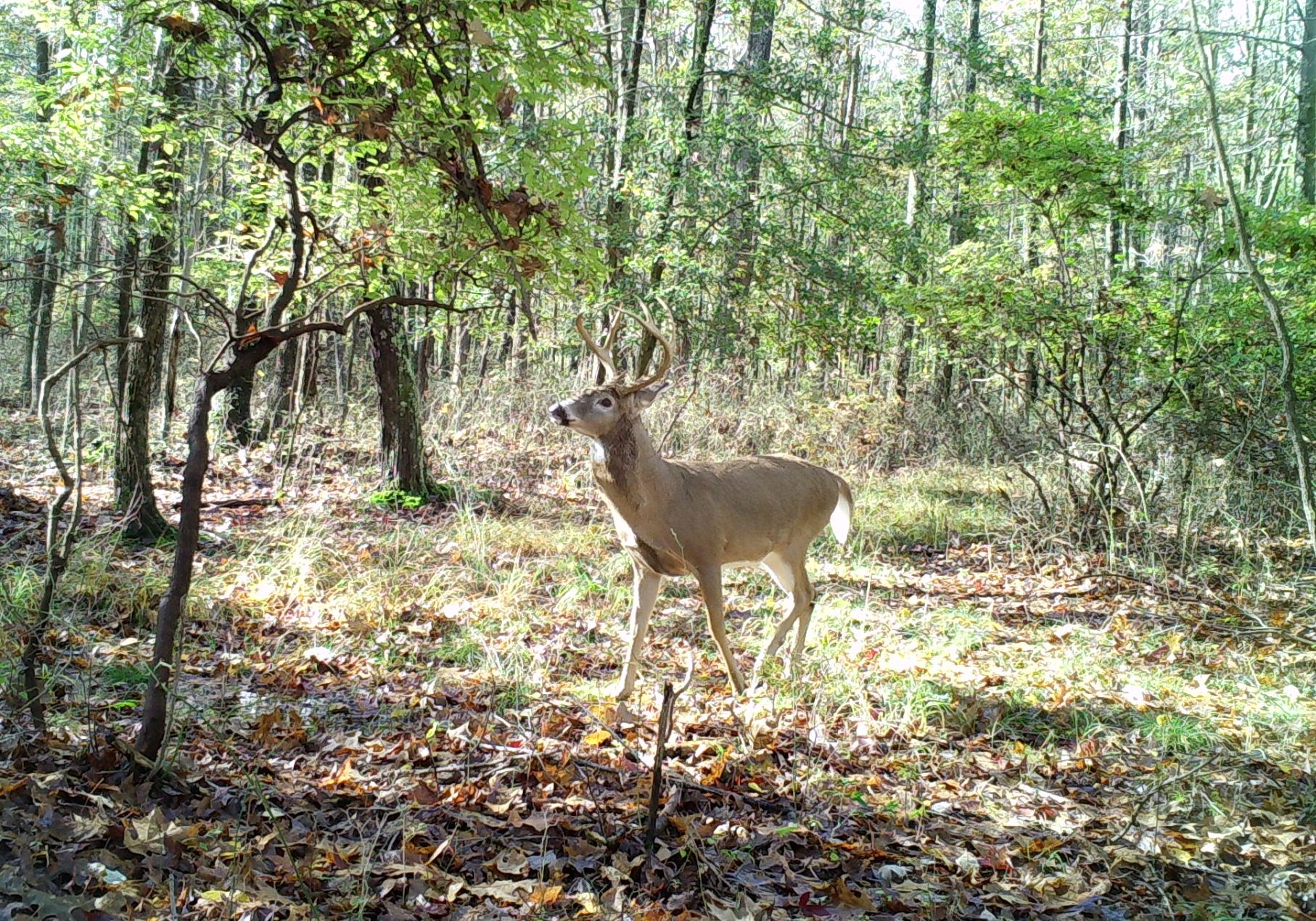buck walking up to a scrape in the woods with sunlight shining on him