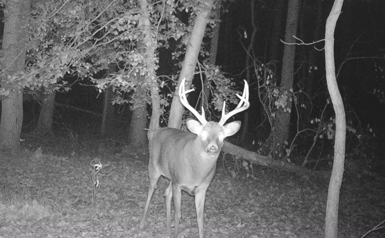 buck looking at trail camera at night in the woods