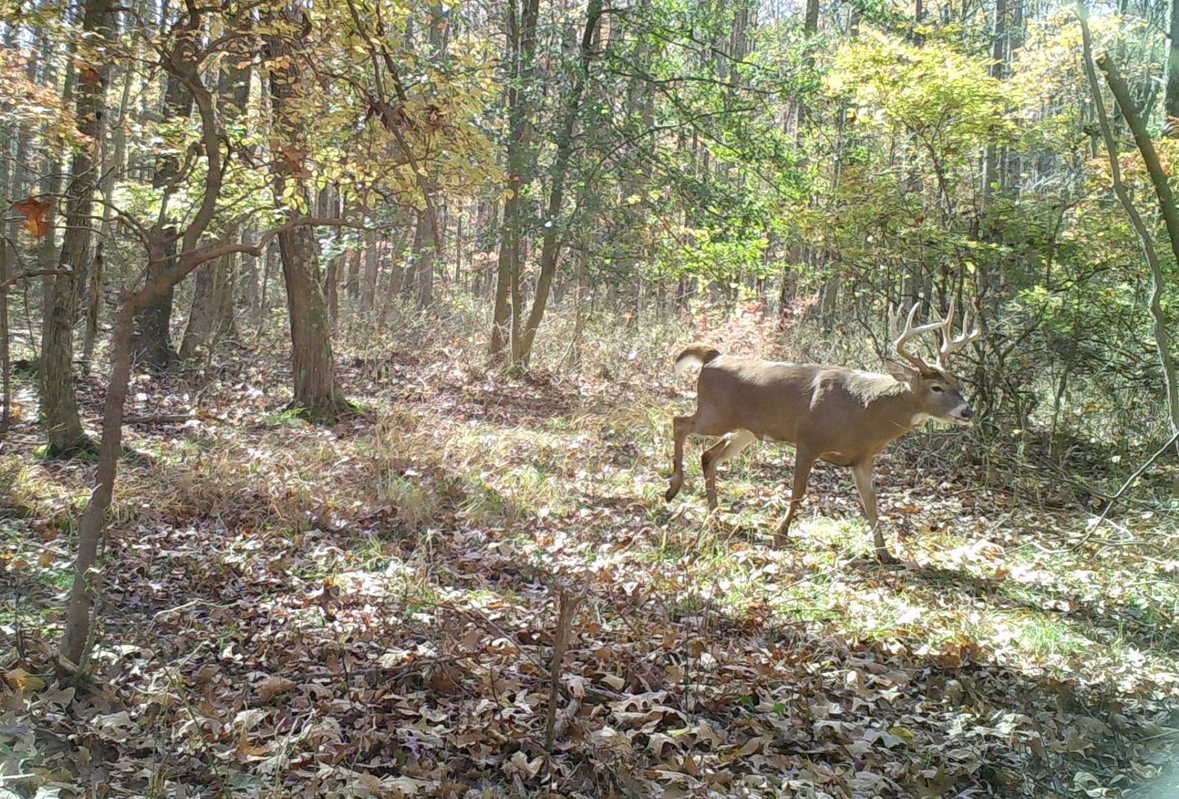 bucks walking through woods in fall