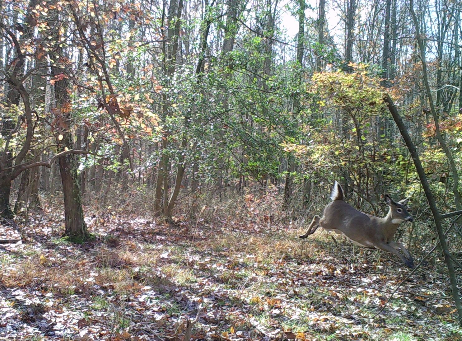 dow bounding through woods in fall