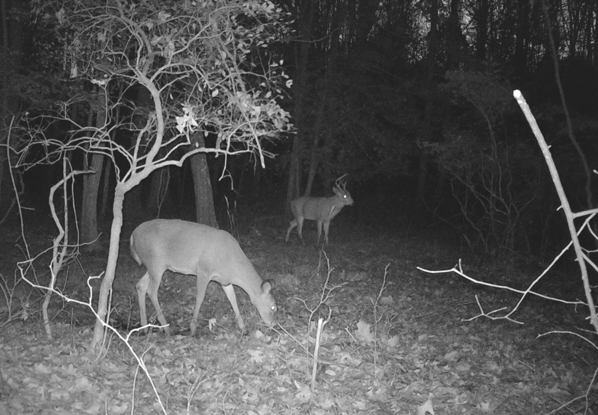 doe at scrape nose down with buck in background