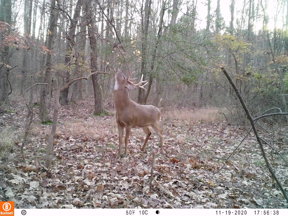 PSU Deer Study