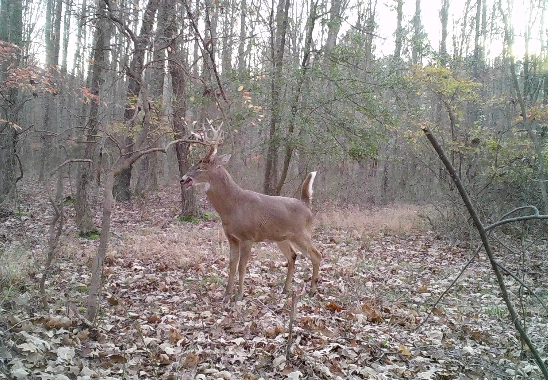 buck at scrape licking and raking branch