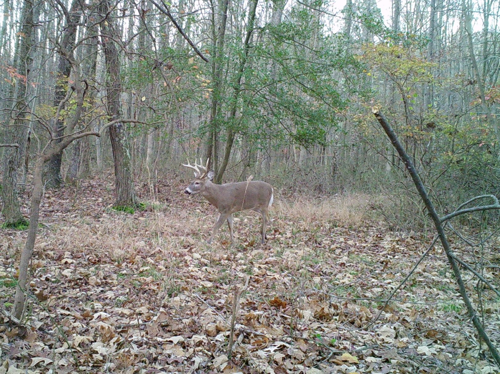 Buck walking broad side through the woods in the fall