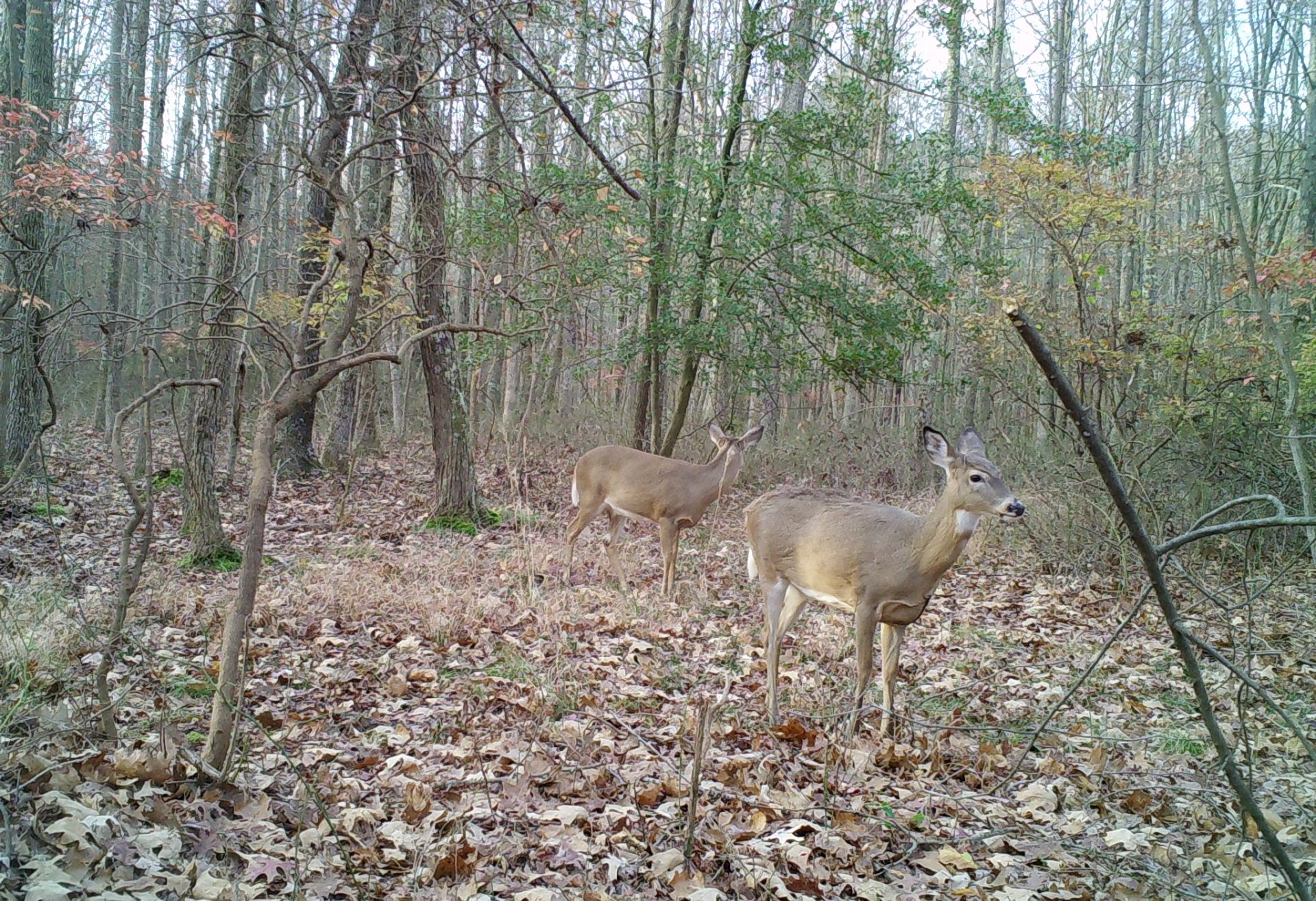 2 does walking through woods in fall