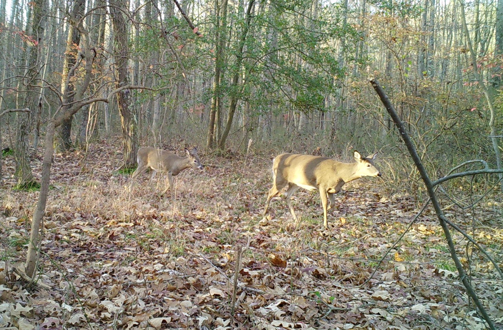 doe walking through woods followed by fawn in fall