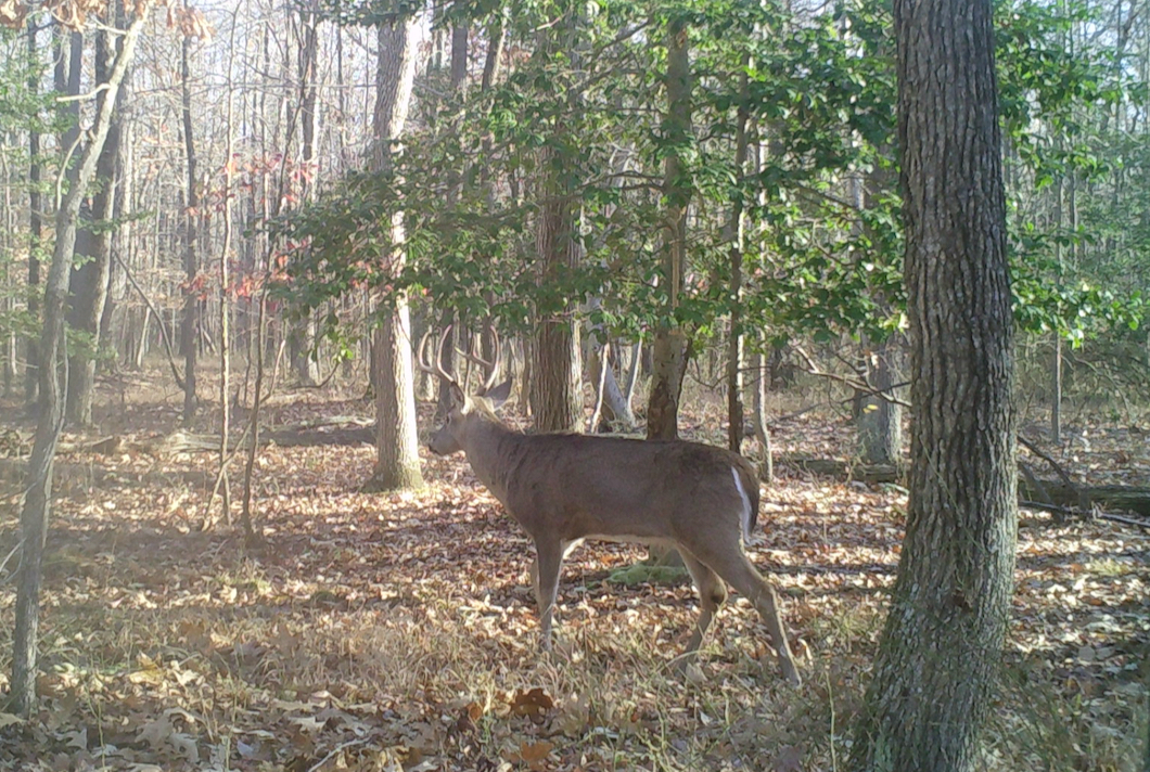 buck walking away from camera in woods