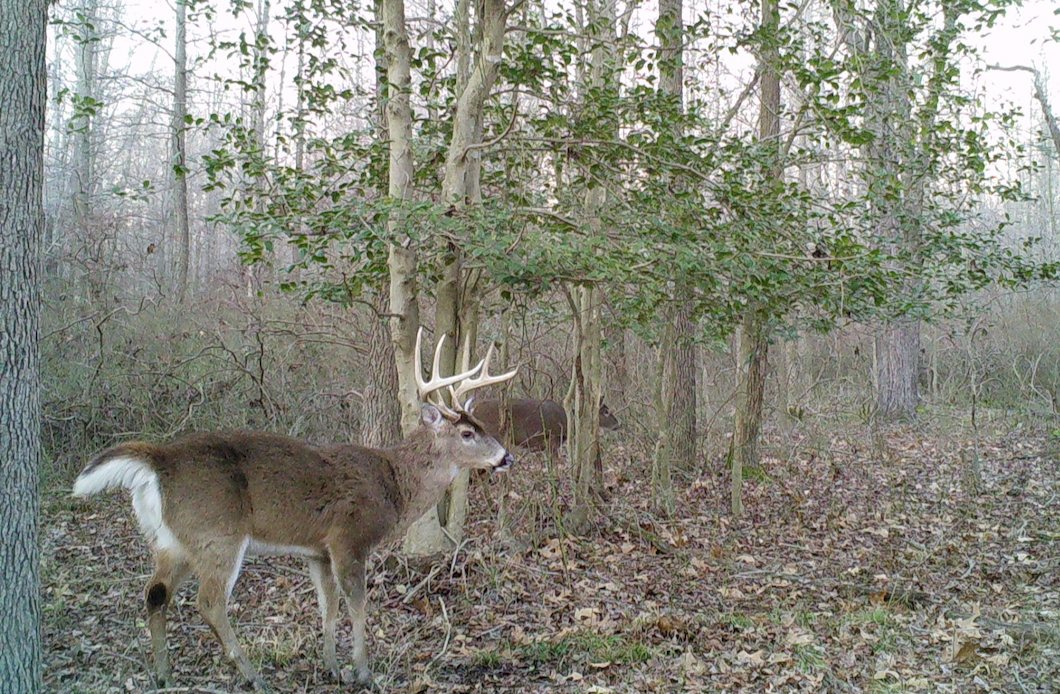 PSU Deer Study