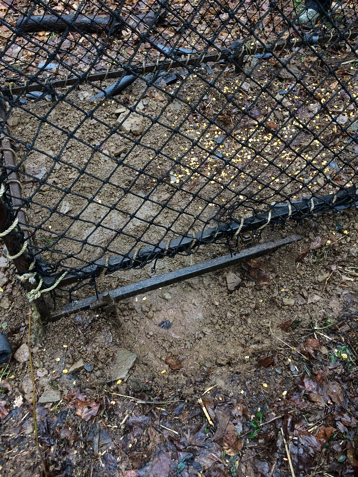 dug hole under frame of Clover Trap by bear