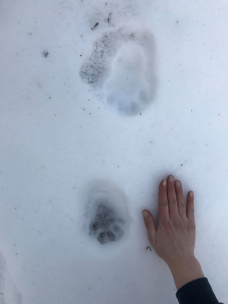 bear tracks in the snow