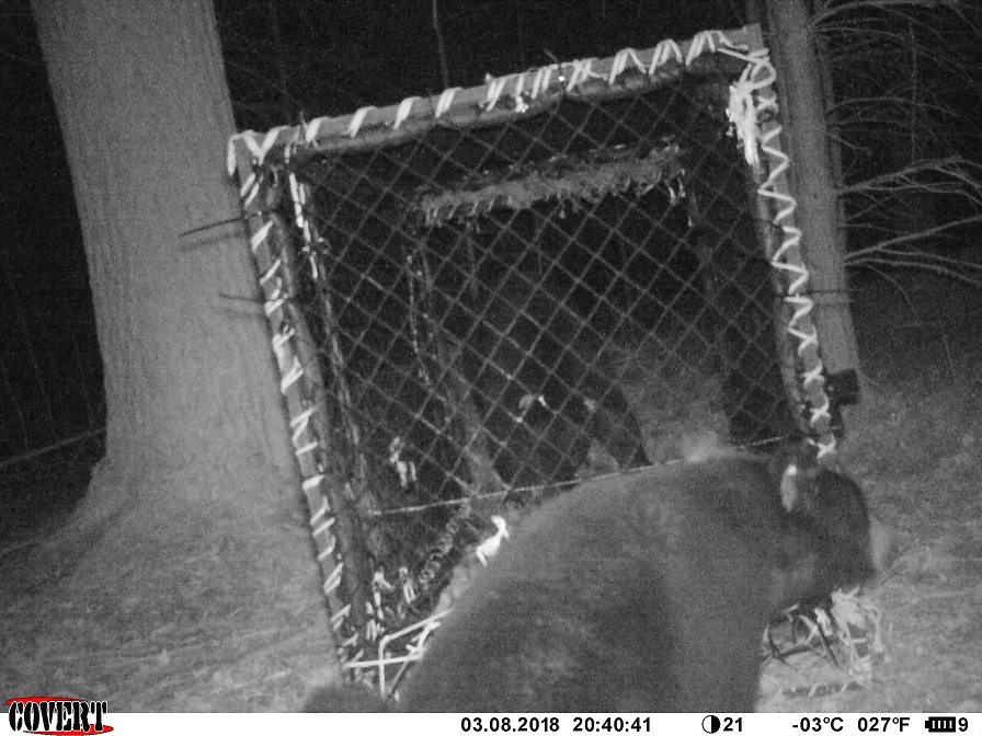 2 black bears investigating Clover trap