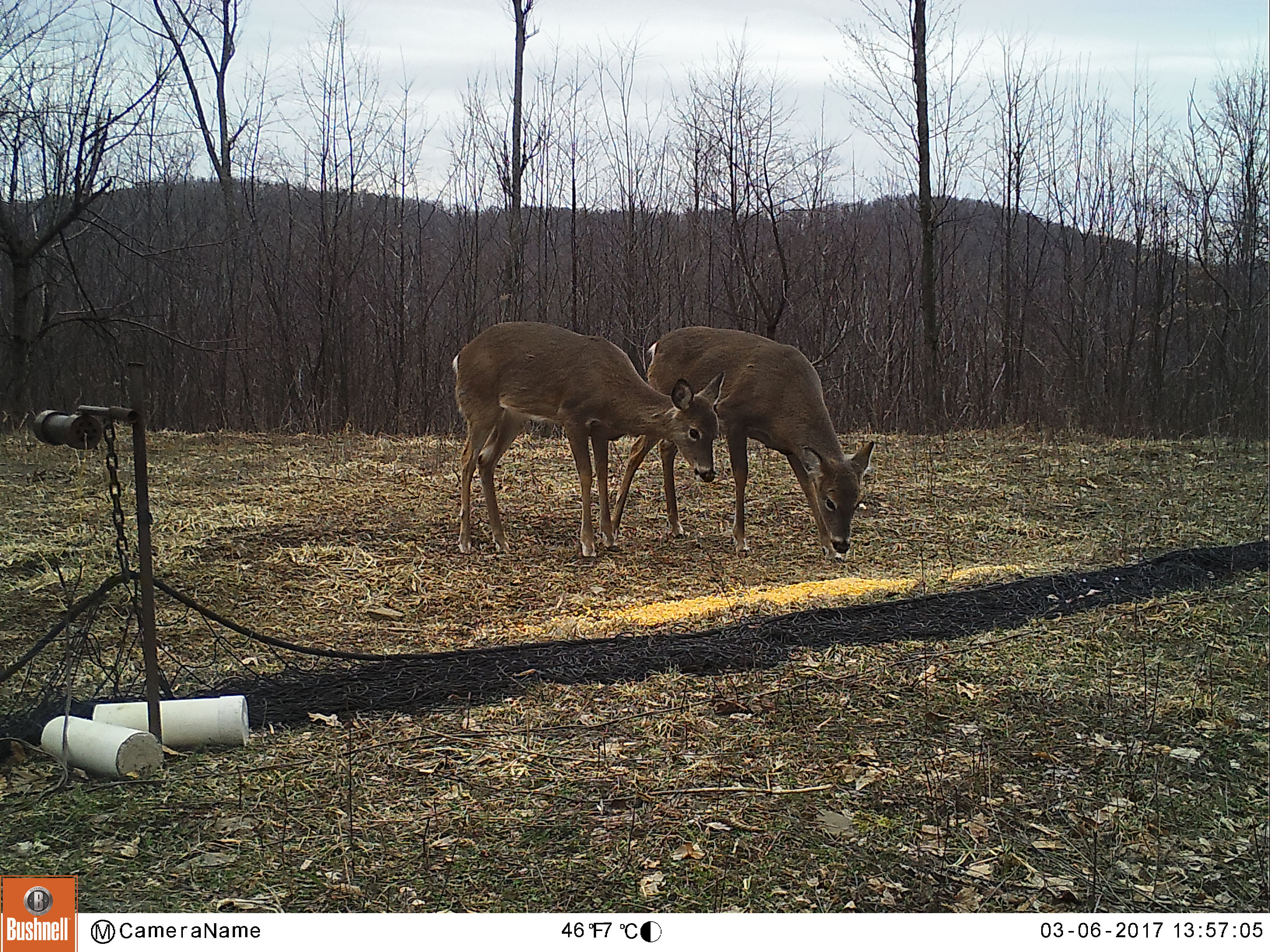 deer at rocket