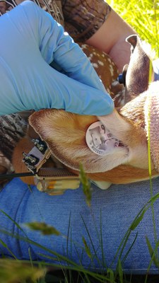 Fawn cat logger