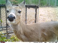 deer selfie