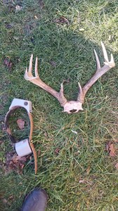 collar and harvested deer antlers