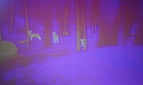 FLIR Deer