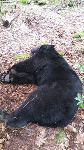 400-lb bear capture2