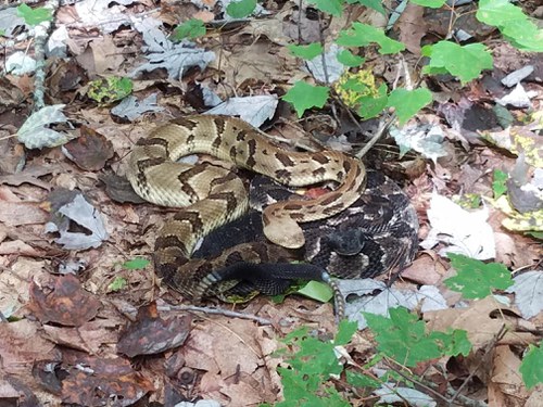 Timber rattlesnakes-mating