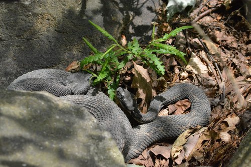 Timber rattlesnakes-basking
