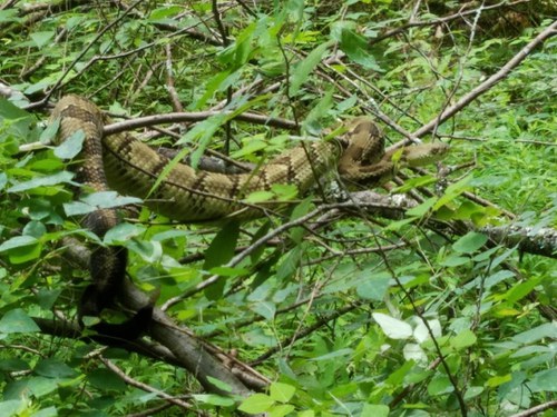 Timber rattlesnakes-in bush