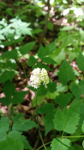 baneberry