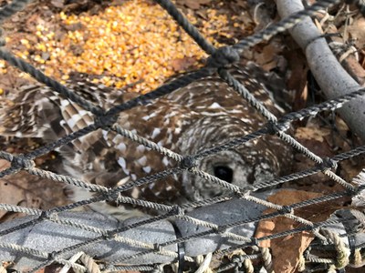 Barred owl in trap