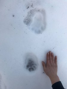 bear tracks