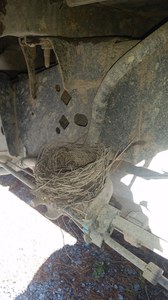 Bird nest under truck