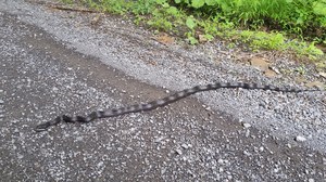 rat snake in road