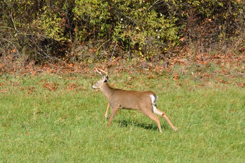 buck running