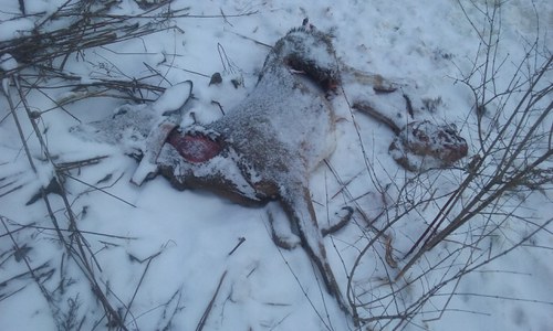 roadkill buck