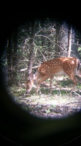 collared fawn-12 weeks