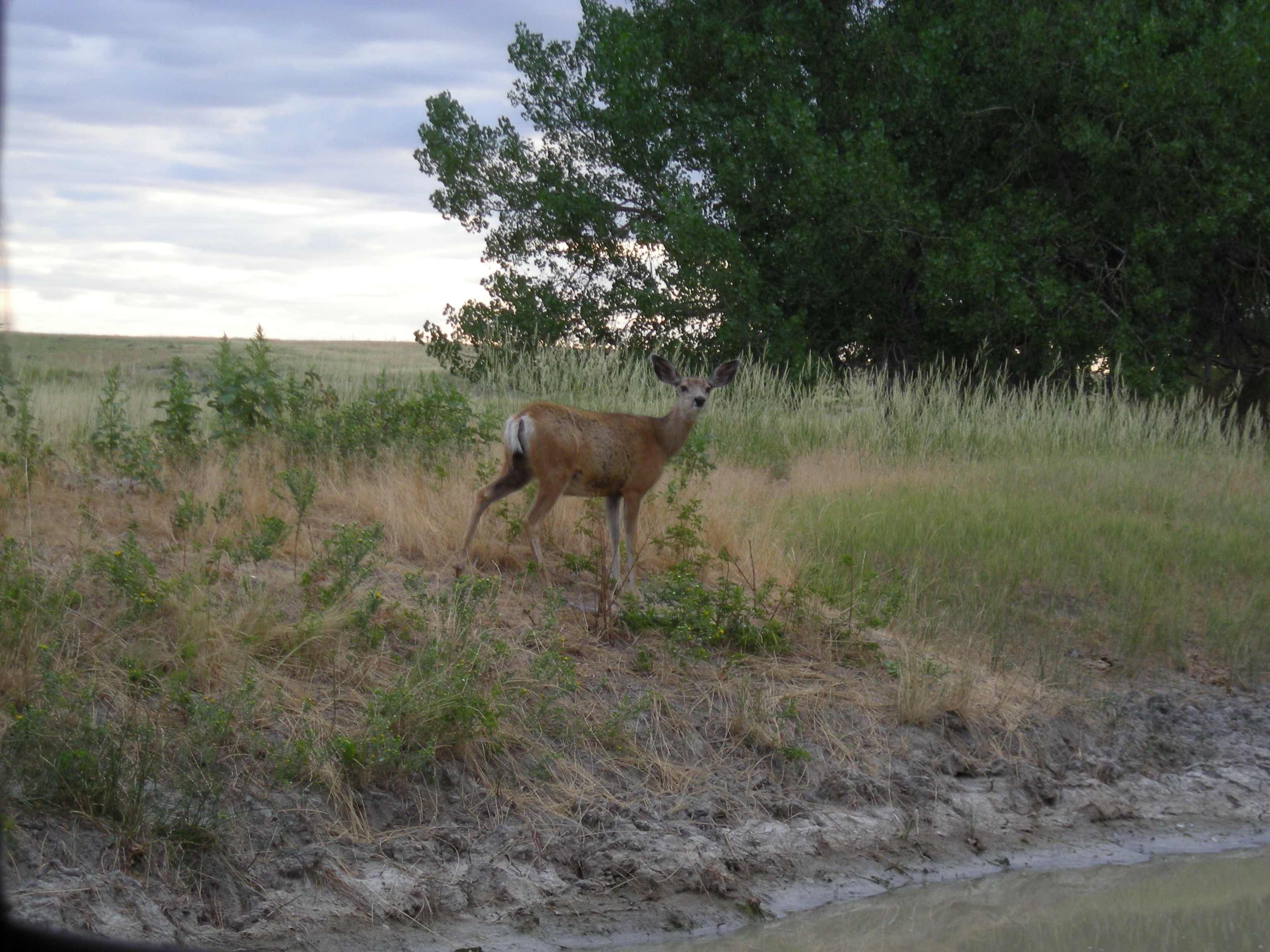 Mule Deer-WRF